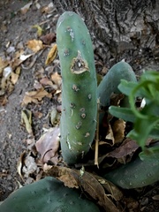 Opuntia