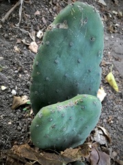 Opuntia