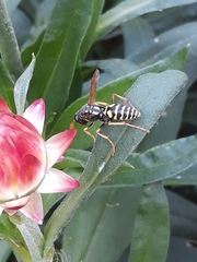 Polistes dominula