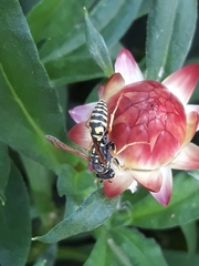 Polistes dominula