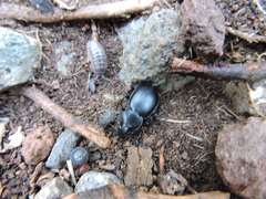 Calosoma laeve