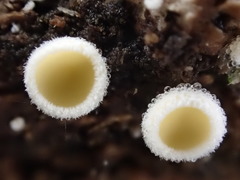 Lachnum lachnoderma