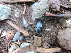 Calosoma laeve