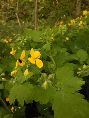 Chelidonium majus