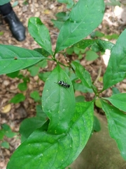 Insecta