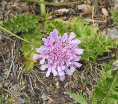 Scabiosa pyrenaica