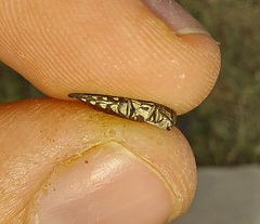 Agrilus difficilis
