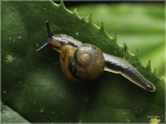 Petalochlamys nitidus