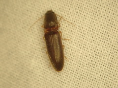 Athous cucullatus