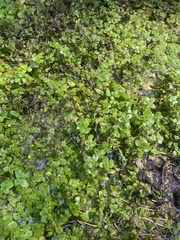 Callitriche stagnalis