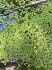 Callitriche stagnalis