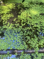 Callitriche stagnalis