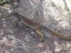 Varanus panoptes