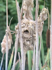 Cistothorus palustris