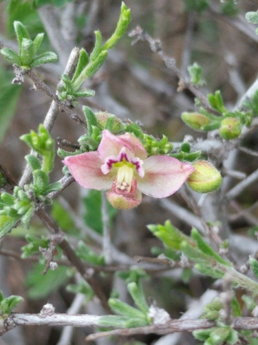 Manystem ratany (Krameria ramosissima)