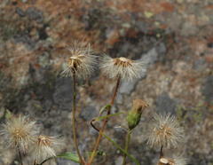 Erigeron acris kamtschaticus