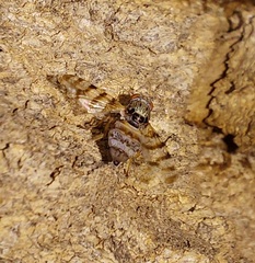 Otitinae