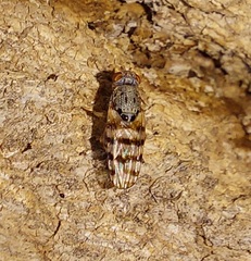 Otitinae