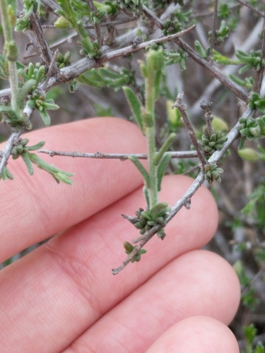 Image of Krameria ramosissima by (c) Alison Northup, some rights reserved (CC BY)