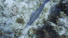 Rypticus saponaceus