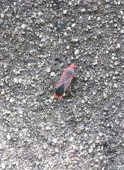 Thunbergia marginata