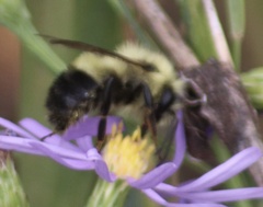 Bombus perplexus