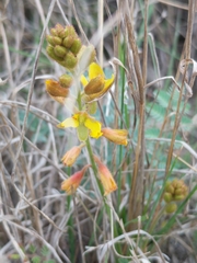 Hoffmannseggia oxycarpa