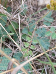 Hoffmannseggia oxycarpa