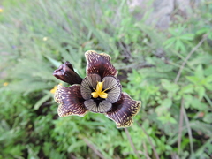 Tigridia vanhouttei