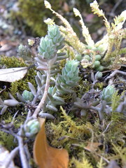 Sedum pacense