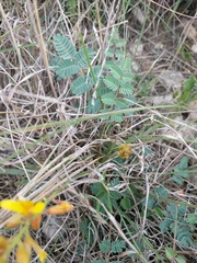 Hoffmannseggia oxycarpa