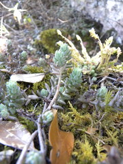 Sedum pacense
