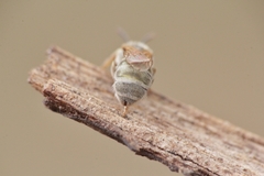 Halictus vestitus