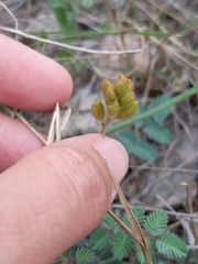 Hoffmannseggia oxycarpa