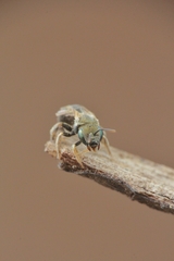 Halictus vestitus