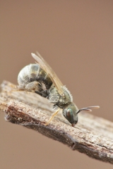 Halictus vestitus