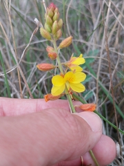 Hoffmannseggia oxycarpa