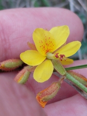 Hoffmannseggia oxycarpa