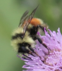 Bombus sylvicola