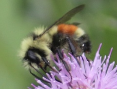 Bombus sylvicola