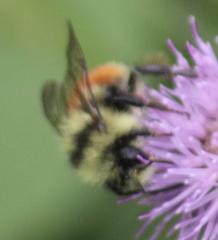 Bombus sylvicola