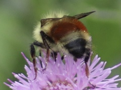 Bombus sylvicola
