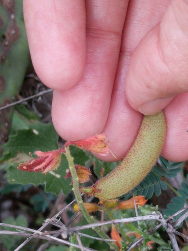 Image of Hoffmannseggia oxycarpa by (c) Alison Northup, some rights reserved (CC BY)