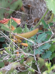 Hoffmannseggia oxycarpa