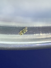 Empoa gillettei