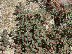Euphorbia prostrata