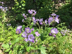 Phacelia bipinnatifida