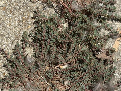 Euphorbia prostrata