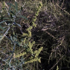 Chenopodium nitrariaceum