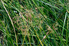 Cyperus malaccensis